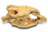 Fossil Bony Fish (Palaeonotopterus) Skull w/ Mouth Plate -Morocco #300002-1